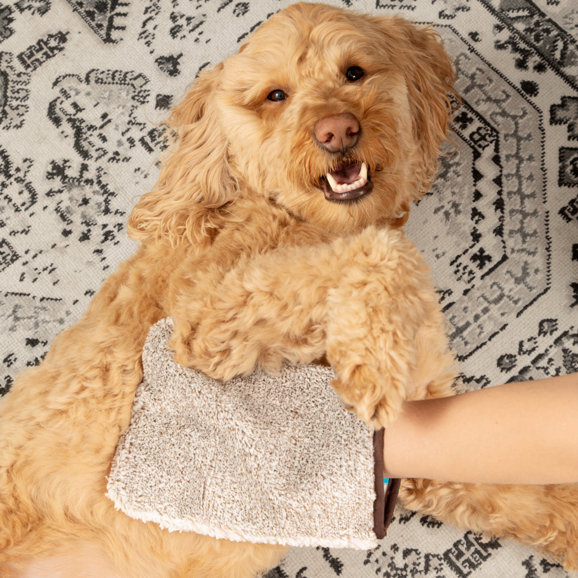 e-cloth-pet-grooming-massage-mitt-tierpflege-handschuh image 3